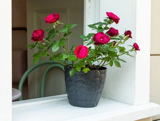 Aveline Stone Saksı 1,6 Lt