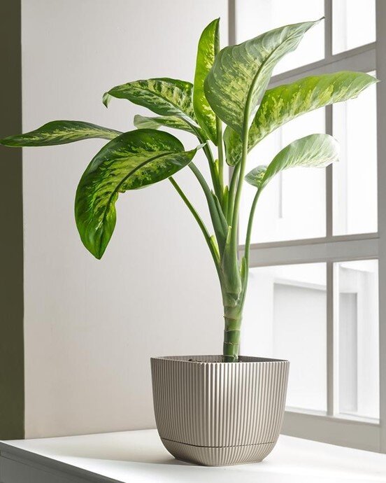 Abella Saksı 4000 ml